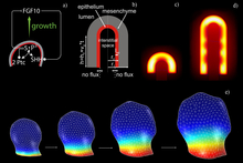 Simulation Organogenesis in COMSOL: Deforming and Interacting Domains