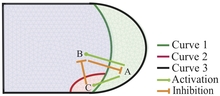 Simulating Organogenesis in COMSOL Multiphysics®: Image-Based Modeling