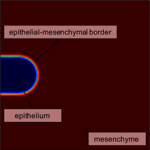 Simulating Organogenesis with COMSOL Multiphysics® software: Phase-Field ...